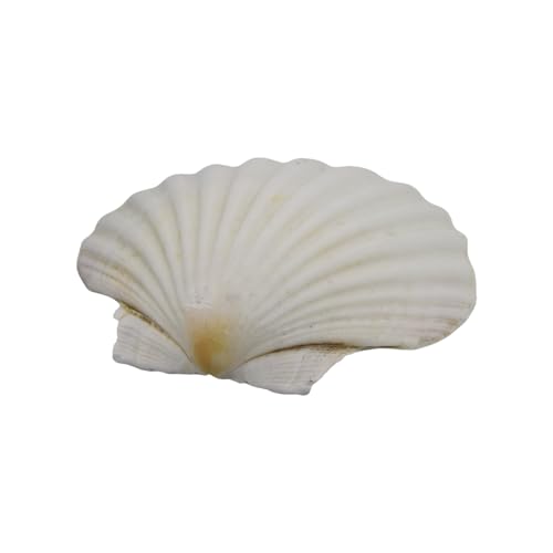 Wayfadacc Conchas de mar blancas naturales para proyectos de pintura y decoración artística del hogar y suministros para fiestas temáticas