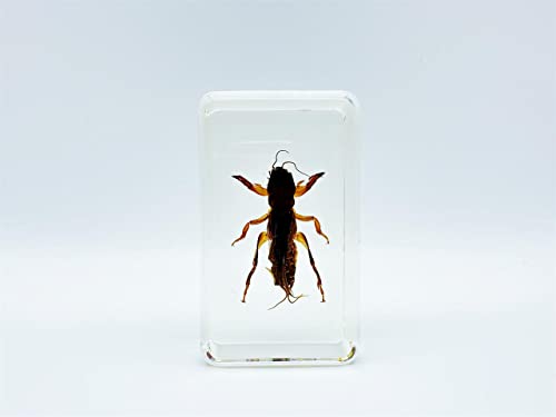 Image of Assorted Styles of Beetle and Insect Specimens, Clear Amber Resin Material Ideal for Kids' Science Education, Collecting, and Home Decoration 2.4″*1.4″*0.7″ (No.47)