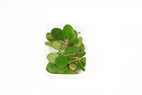 Morso di rana sudamericano - Limnobium laevigatum - Tropica InVitro