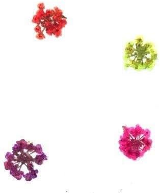 業務用 押し花　アリッサムの花　　黄色染め 大容量 500枚ドライフラワー デコ レジン 封印