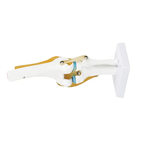 Modelo de rodilla funcional con ligamentos interactivos para aprender anatomía del esqueleto 7