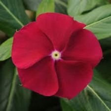 40 + Semi Arándano Vinca Pervinca/fiore anuali:Semillas