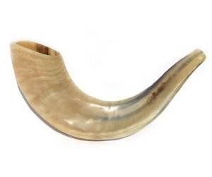 Jewish Shofar - Traditional Ram's Horn Jewish Shofar