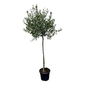Olijfboom, 100 cm, stamomvang 10-14 cm - Image 3