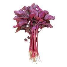 Vegetable Amaranthus Seeds Pack of 10 gm Seeds_SS15 gm1