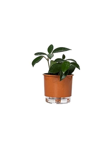 Vaso Autirrigável Pequeno - Coleção Terrazzo