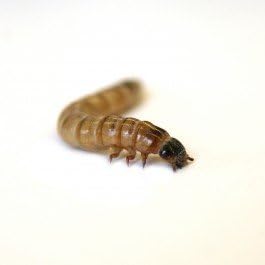 Josh's Frogs Superworms (500 Count)