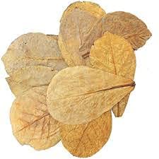 Retail Charms, 12 Premium Almond Catappa Leaves, Standard Size, 100% Naturally Aged, Ketapang for Betta Shrimp Discus Tetra Crab for Aquarium (B0BYSWLXWW) Amazon Price History, Amazon Price Tracker