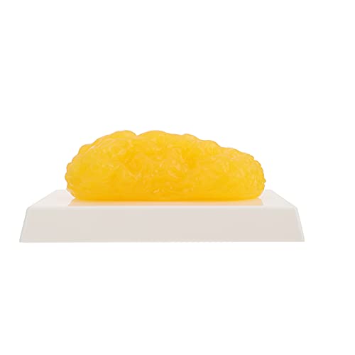Baluue 脂肪サンプル 脂肪模型 1ポンド 実物重量 食品サンプル