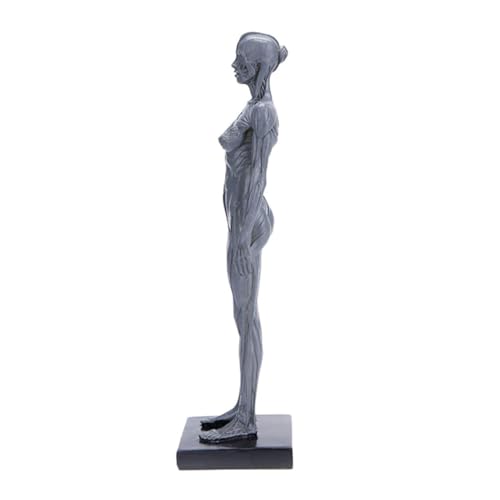 Modèle anatomique muscle humain pour sublimer la décoration de votre cabinet ou atelier