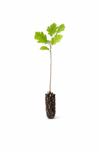 White Oak Tree (Quercus alba) – Live Bare Root Plant, Native Hardwood, Ready to Plant (2-4 inch Seedling)