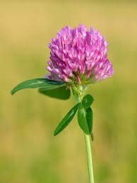Red Clover Seed 100g Green Manure CSH