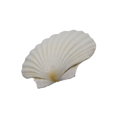 Rudiaoa Conchas grandes de vieiras blancas para pintar entusiastas de las manualidades artísticas, vieiras blancas, decoración de bodas, pintura para niños