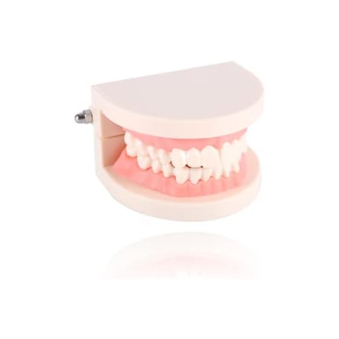 Dental Care Model,Dental Child Teeth Teaching Model Dental Demonstration Model for Children Brushing Teeth Cover