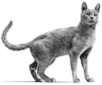 ROYAL CANIN Veterinary SKIN & COAT | 3,5 kg | Diät-Alleinfuttermittel für Katzen ab der Kastration | Zur Unterstützung der Hautfunktion bei Dermatose und übermäßigem Haarausfall