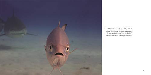 Comedy Wildlife Photography Awards Vol. 3