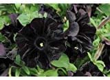 Petunia - 100 Seeds - Black Cat - Rare Find - Rngardens