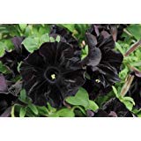 Petunia - 100 semi - Black Cat - trovare Rare - Rngardens