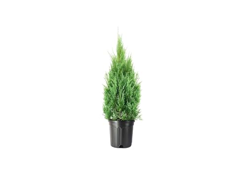 Medora Juniper | 2 Extra Large 3 Gallon Plants |