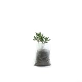 100 sacchetti biodegradabili in tessuto non tessuto, vasi traspiranti per trapianto di verdure, contenitori ecologici per giardinaggio (12 x 18 cm)