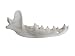 COYOTE JAW BONE TAXIDERMY KNIFE HANDLE CRAFTS ANIMAL BONES