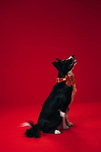 Unique style paws Hundehalsband aus Seide, einstellbar, langlebig, mit Schleife, Hochzeitsfliege, Halsband für sehr kleine Welpen und Katzen, Größe XS, Mandarine