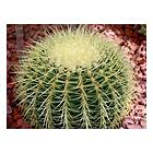 Golden Barrel Cactus Seeds Echinocactus grusonii 30 Seeds