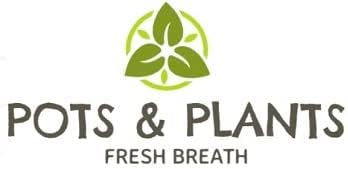 Product Title: Pots & Plants Wooden Stand for Spiral Lucky Bamboo | German Pine Wood | Lucky Bamboo Holder Home, Office & Feng Shui Decor | Fits 60-150cm | No Vase/Pot/Plant Included | 6x6x12Inch