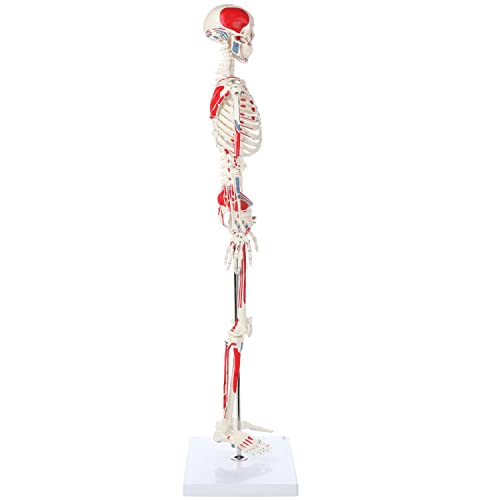 Wellden Product Muscular Skeleton Model, 1/2 Life Size, 85Cm, Muscle Painted, Numbered #TOP2