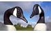 Goose Decoy Head Flocking Kit for 50 Canada Goose Decoys