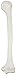 Axis Scientific Humerus Bone Model?â€“?Left Bone Replica, Features Natural Textures and Landmarks of Human Humerus Bone â€“ Includes Detailed?Product Manual
