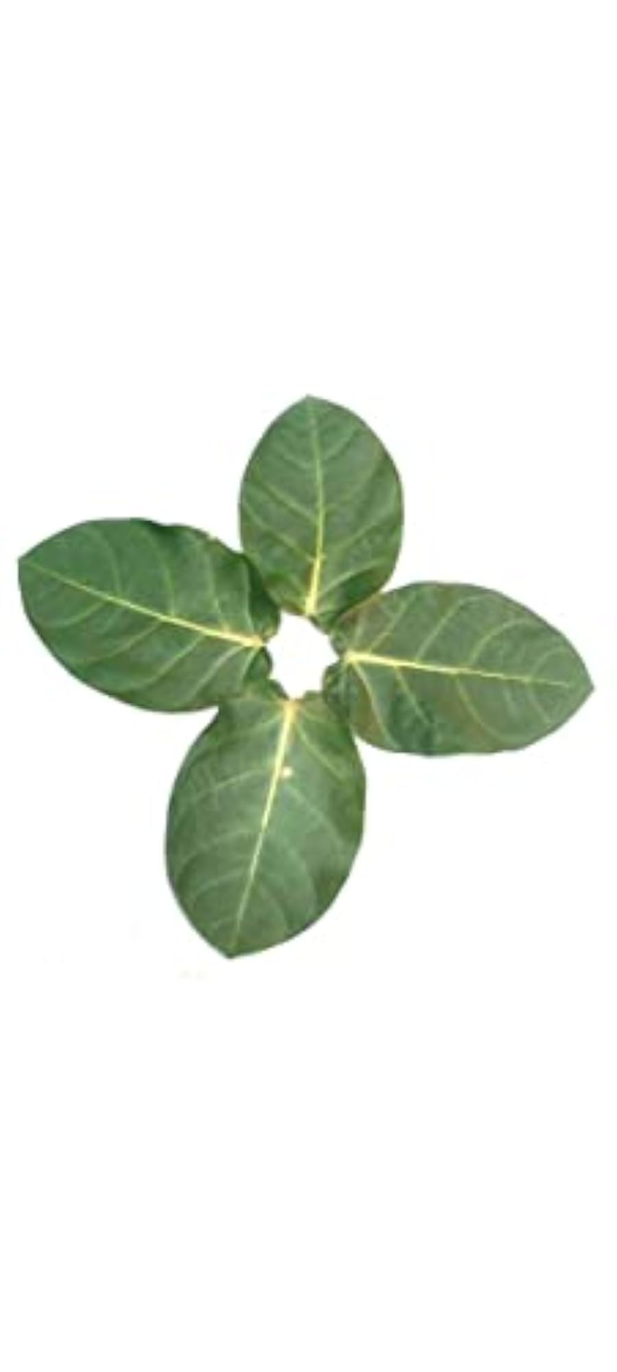 Organic Madar Leaves - Pure & Natural