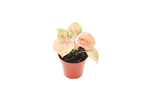 Strawberry Syngonium - 4'' from California Tropicals