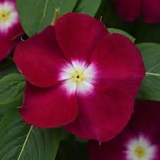 OL Seeds - Vinca Dark Red F1 Hybrid Seeds (Pack of 10 seeds) (B08W3K2XJT) Amazon Price History, Amazon Price Tracker