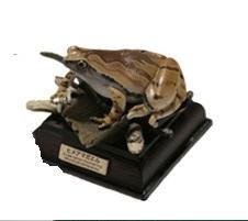 Amazon.co.jp: ネイチャーテクニカラー 日本のカエル ヒメアマガエル