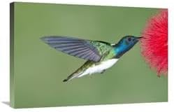 20 x 30 in. White-Necked Jacobin Hummingbird Male Feeding on Flower Nectar, Costa Rica Art Print - Steve Gettle