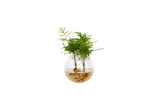8 Pack Wall Hanging Planters Hanging Glass Terrariums Wall Glass Vases #TOP4