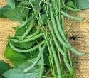 Just Seed Climbing French Bean - Blue Lake - 100 Seeds