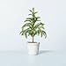 Faux Balsam Fir Tree in Washed Cement Pot - Hearth & Hand with Magnolia