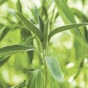 Sementes de Sálvia 200mg Topseed Garden