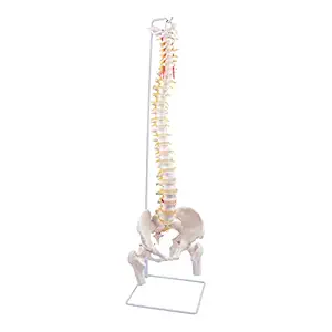 Spine Model, 34.6