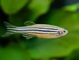 10-Pack Zebra Danio Live Fish for Freshwater Aquarium Tanks – Active Hardy Schooling Tropical Community Fish – Striped Fast Swimming Species for Beginner and Established Aquariums