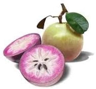 Grafted Apple Seedlings (Star Apple)