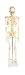 American Educational Skeleton Model with Nerves, 34