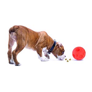 Omega Paw Authentic Tricky Treat Ball - Medium,Orange