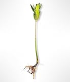 Generic AquaGardens | Red Mangrove - Live Plant (Medium), Green