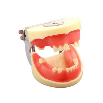 Dental Implant Practice Kit with Articulator M2002 | Realistic Training Model for Implantology | Durable, and Detailed Practice Tool