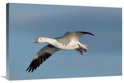 24 x 36 in. Snow Goose Flying, Bosque Del Apache National Wildlife Refuge, New Mexico Art Print - Steve Gettle