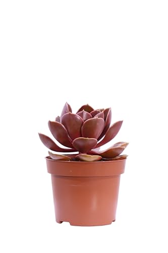 Pianta di Echeveria Magic Red pianta grassa pianta da interno pianta da esterno pianta ornamentale foglie rosse pianta succulenta pinta vera venduta da eGarden.store (Vaso 12 cm)