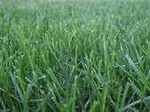 Turf Type Tall Fescue 10 LB